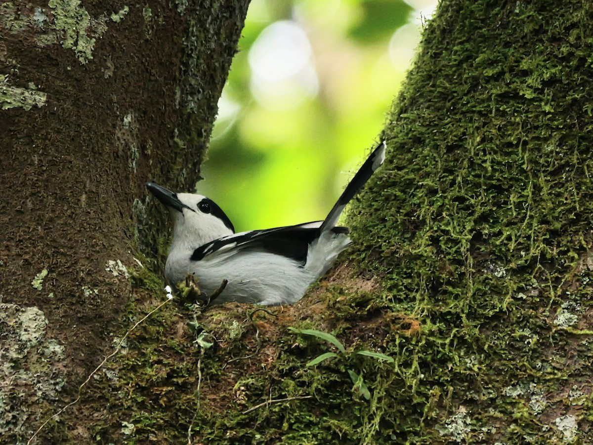 カギハシオオハシモズ（curvirostris） - ML646576053