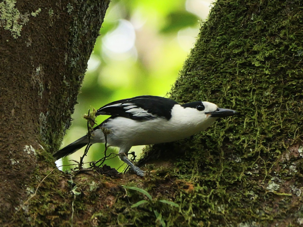 カギハシオオハシモズ（curvirostris） - ML646576054