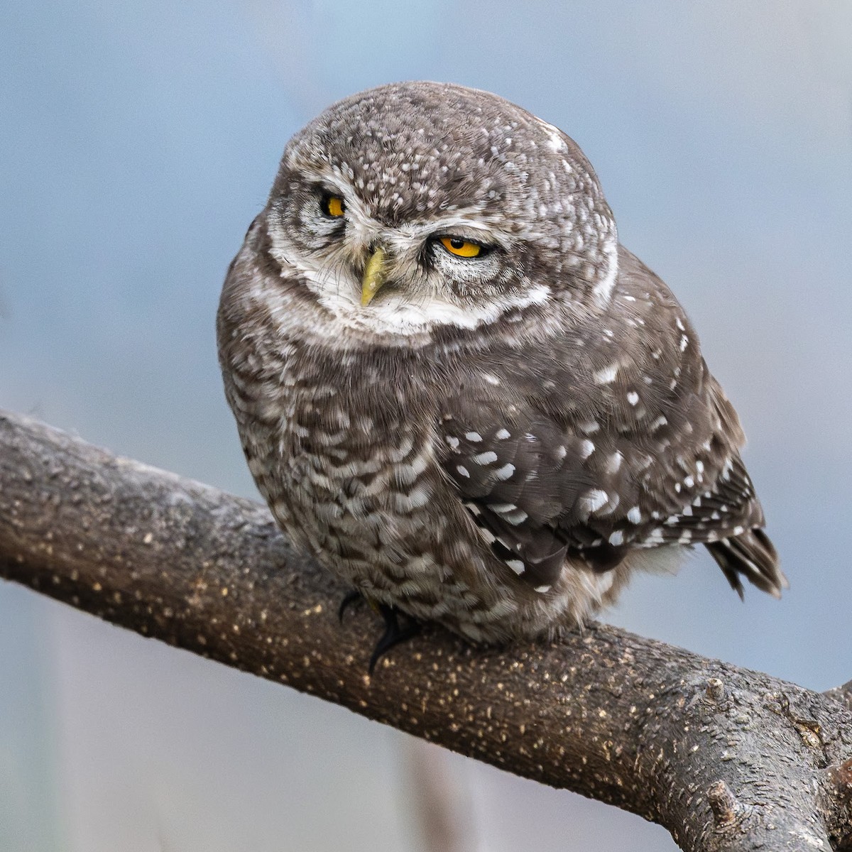 インドコキンメフクロウ - ML646576055