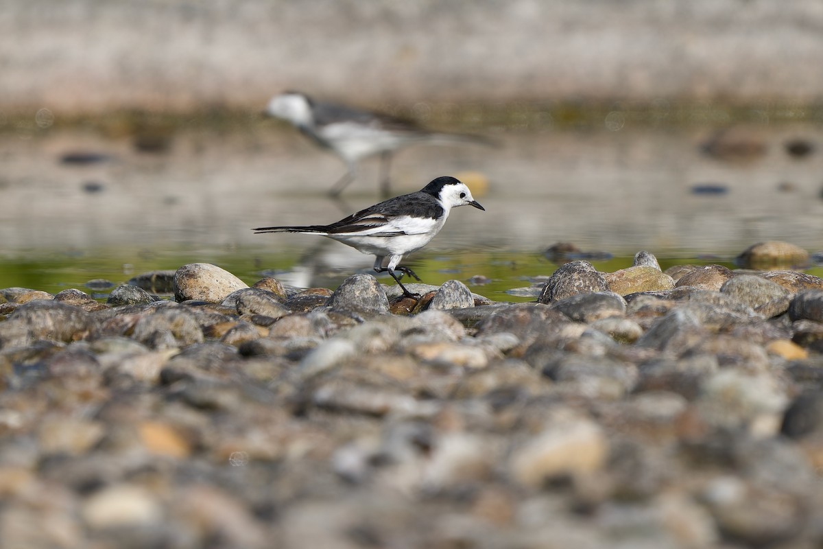 ハクセキレイ（亜種ホオジロハクセキレイ） - ML646576056