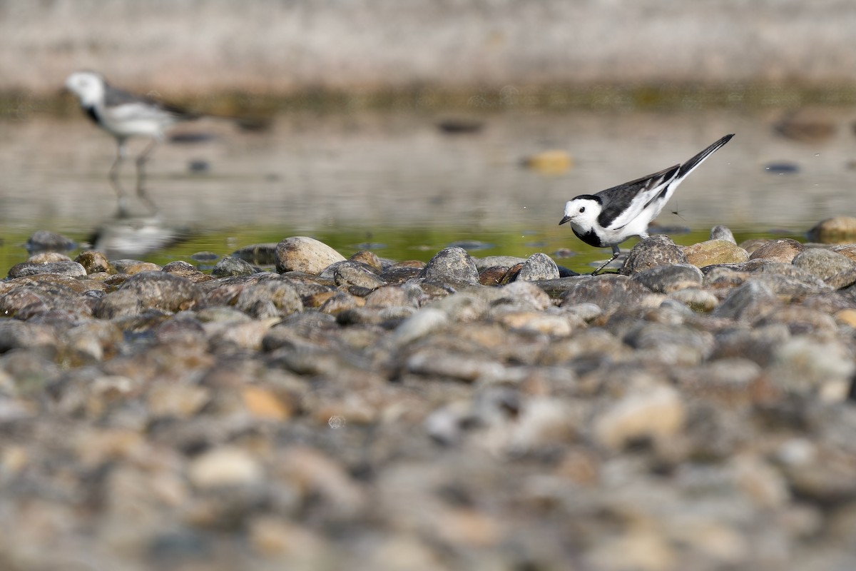 ハクセキレイ（亜種ホオジロハクセキレイ） - ML646576057