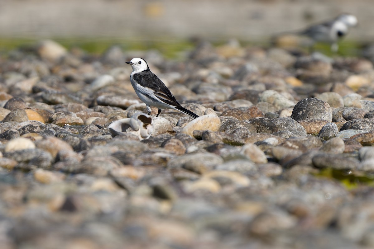 ハクセキレイ（亜種ホオジロハクセキレイ） - ML646576058