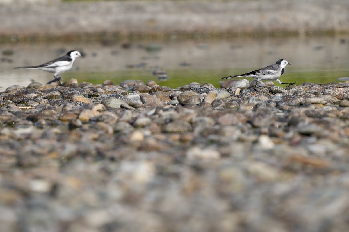 ハクセキレイ（亜種ホオジロハクセキレイ） - ML646576059