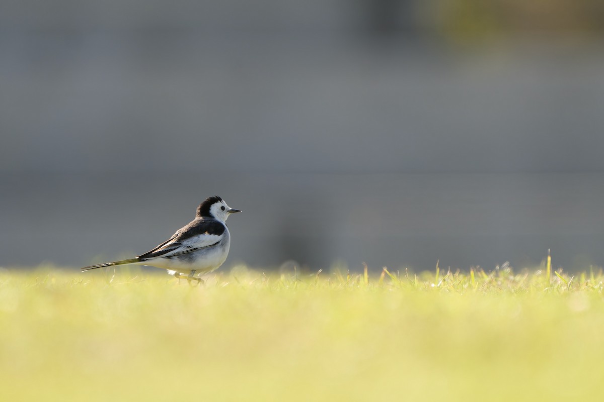 ハクセキレイ（亜種ホオジロハクセキレイ） - ML646576060