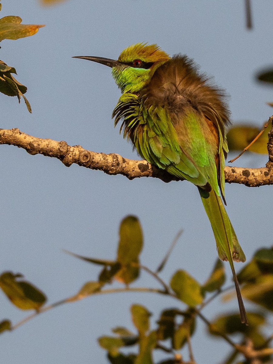 Asian Green Bee-eater - ML646576061