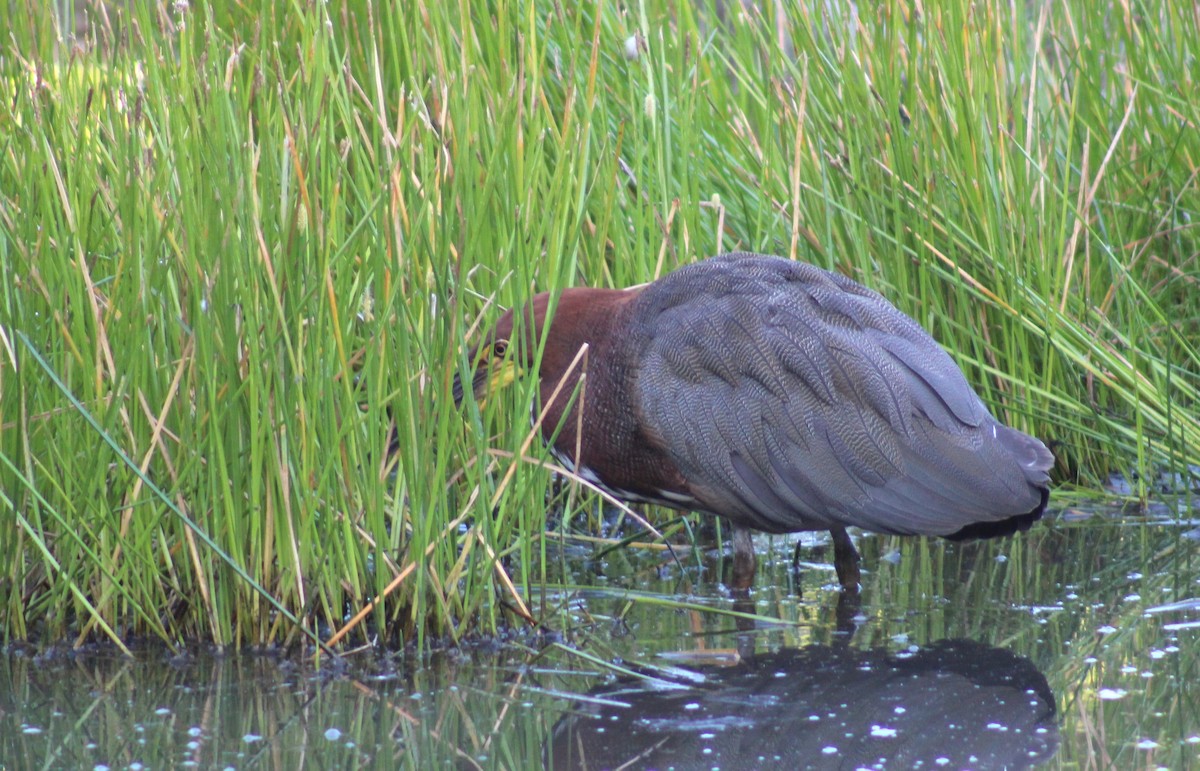 トラフサギ - ML646576062