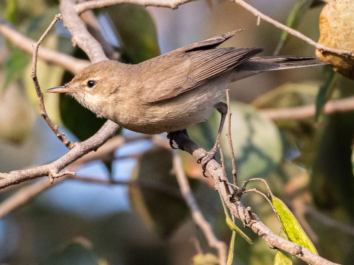 アラビアウタムシクイ - ML646576068