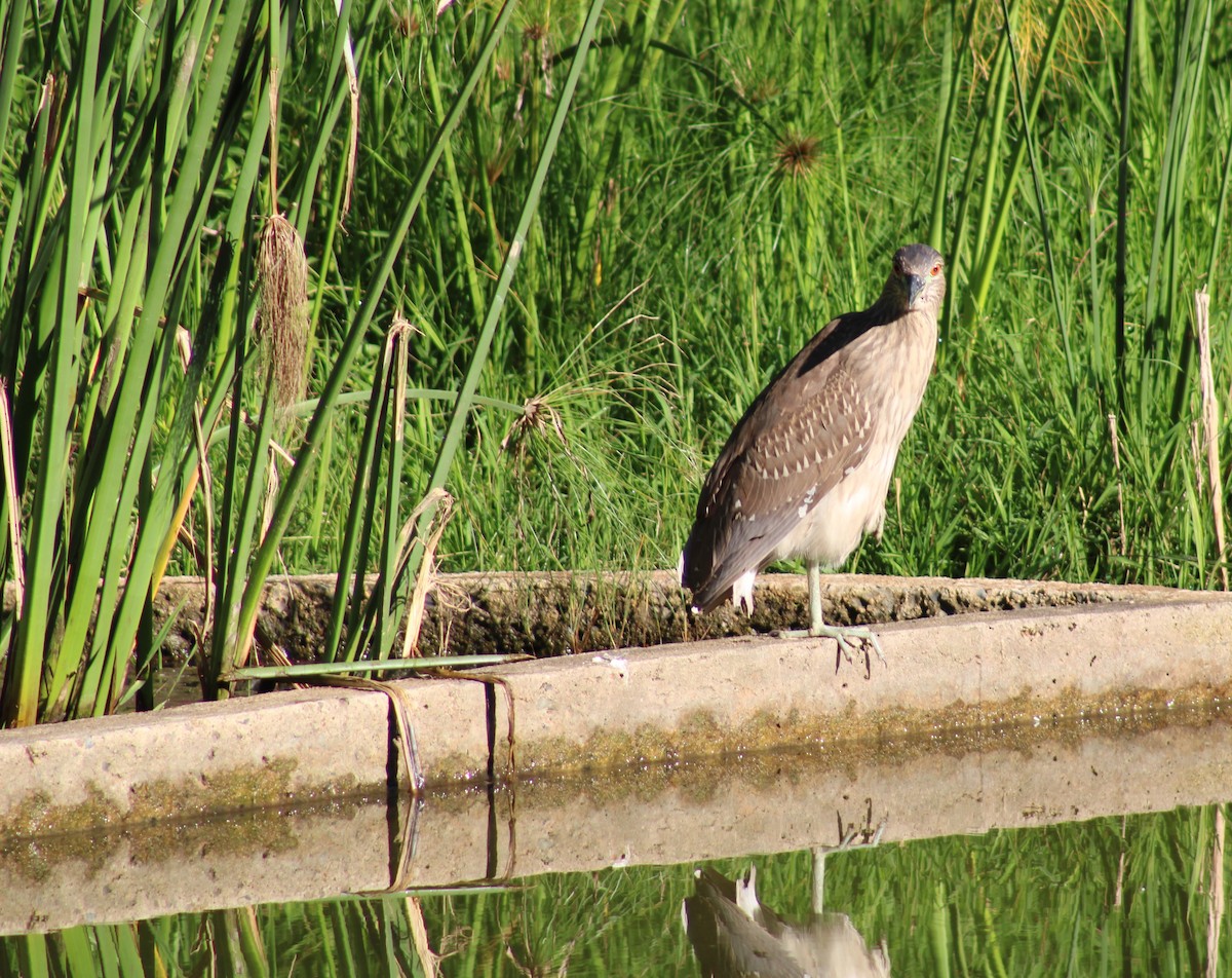 ゴイサギ - ML646576072