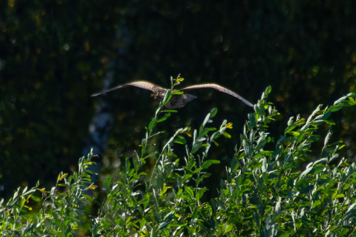 サンカノゴイ - ML646576073