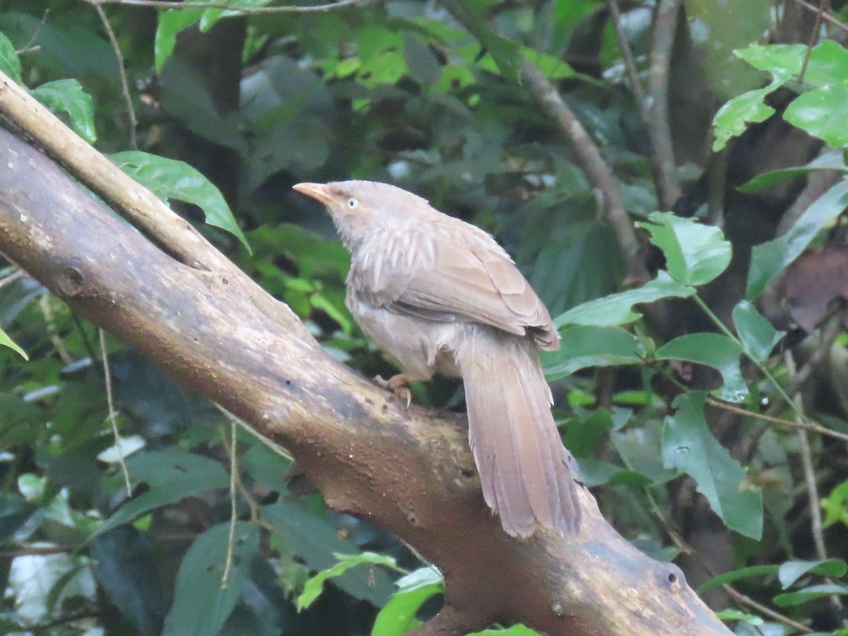 ツチイロヤブチメドリ - ML646576074