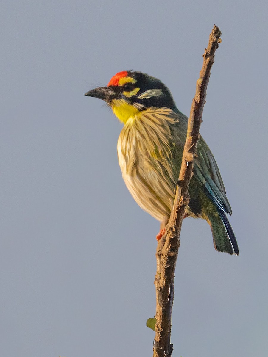 ムネアカゴシキドリ - ML646576075