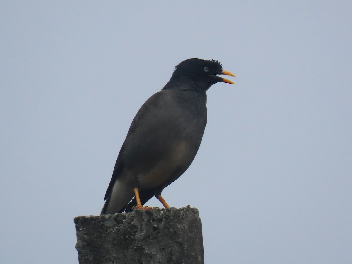 モリハッカ - ML646576076