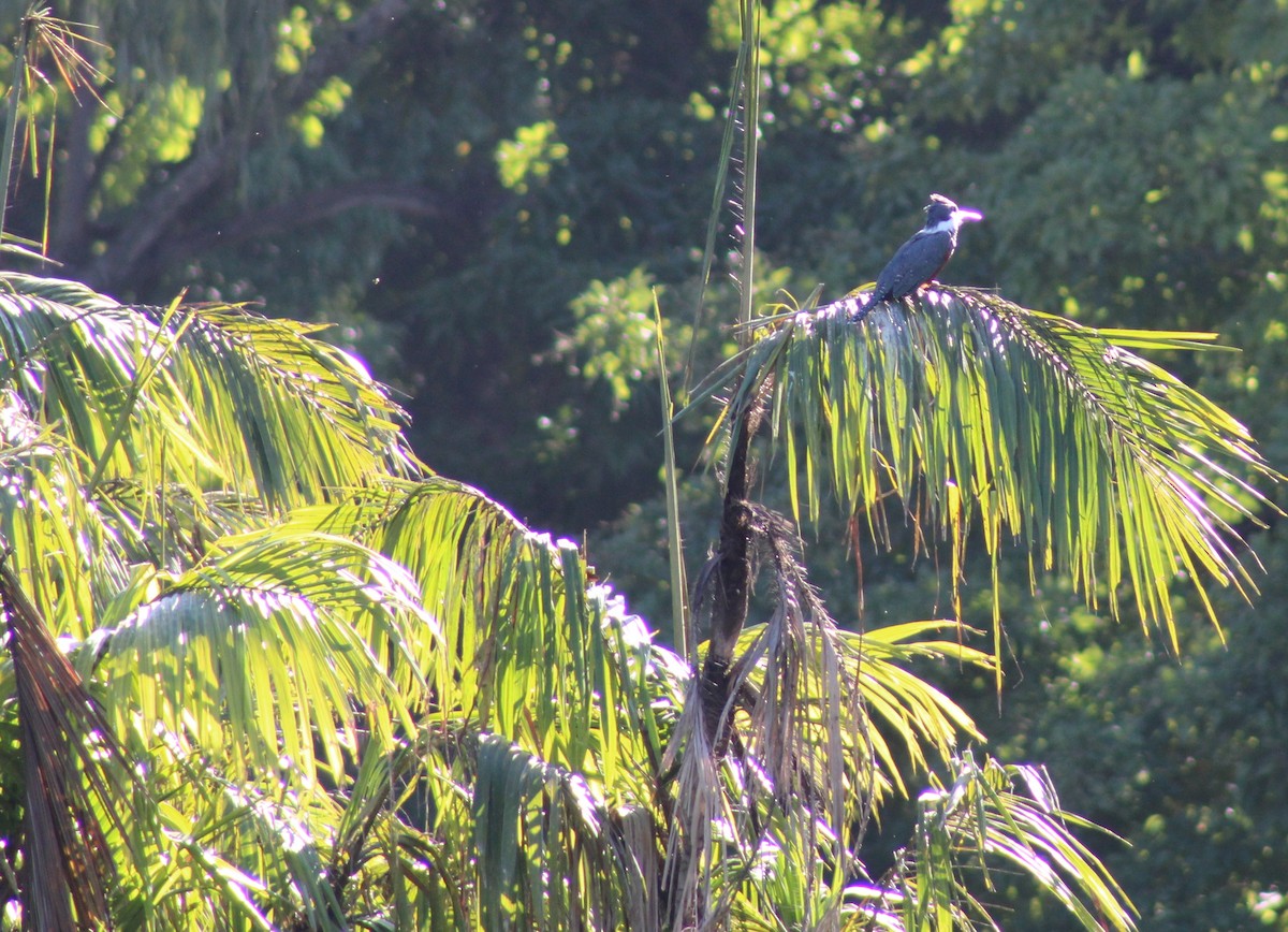 クビワヤマセミ - ML646576078