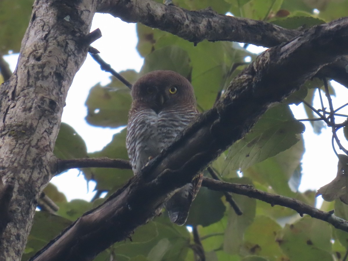 モリスズメフクロウ - ML646576079