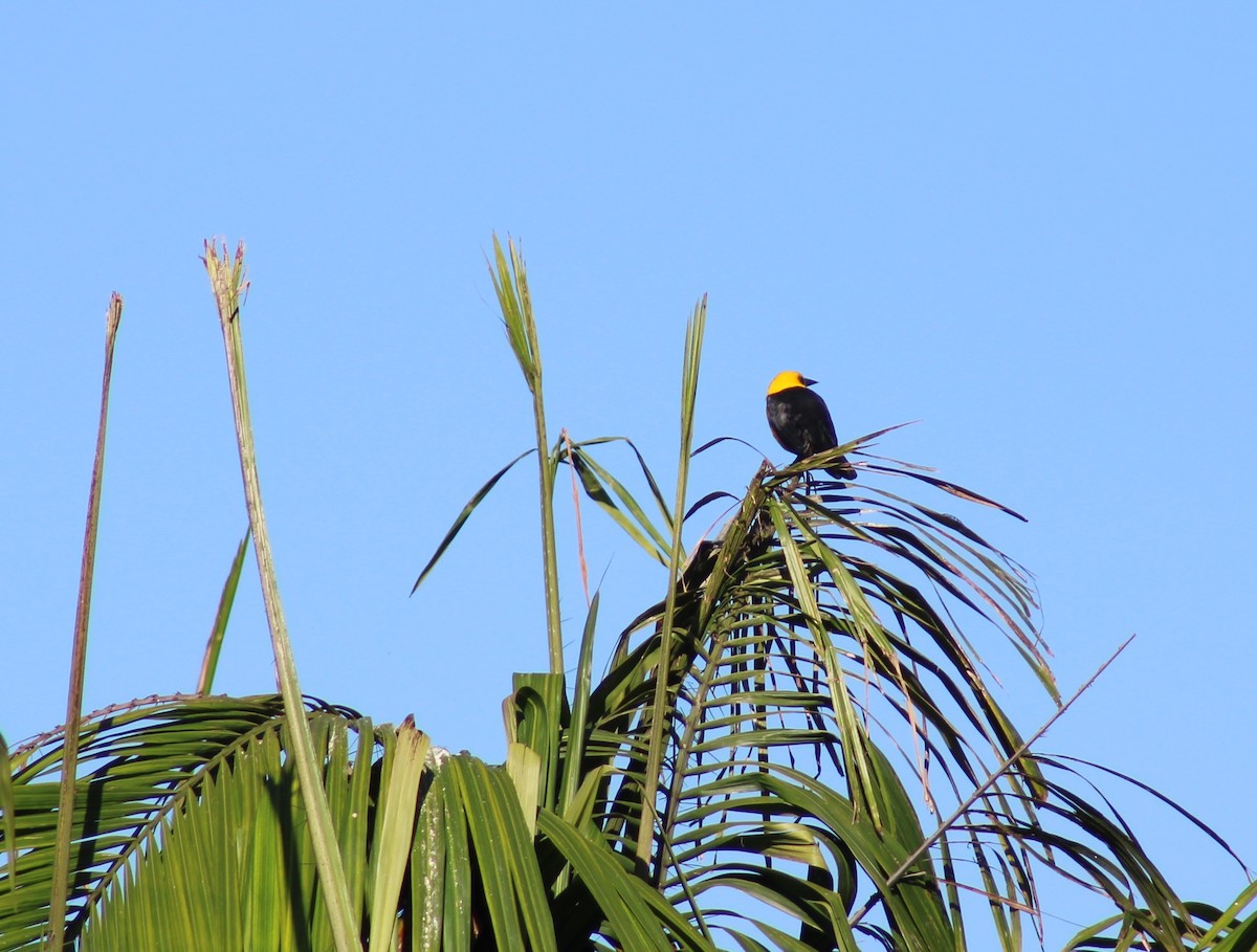 オオムクドリモドキ - ML646576080