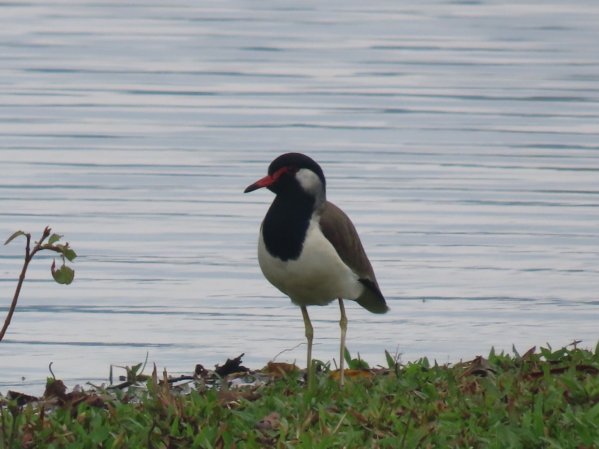 インドトサカゲリ - ML646576082