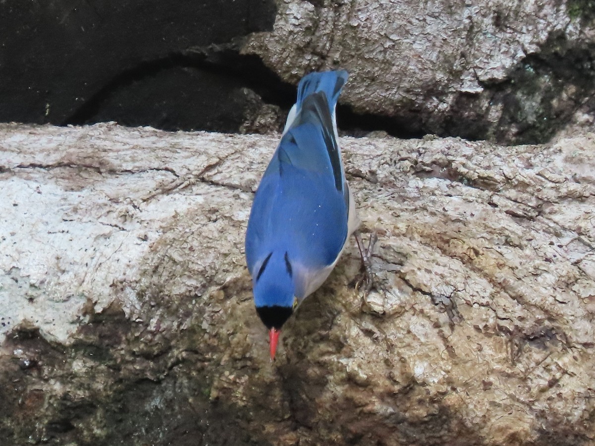 ビロウドゴジュウカラ - ML646576084