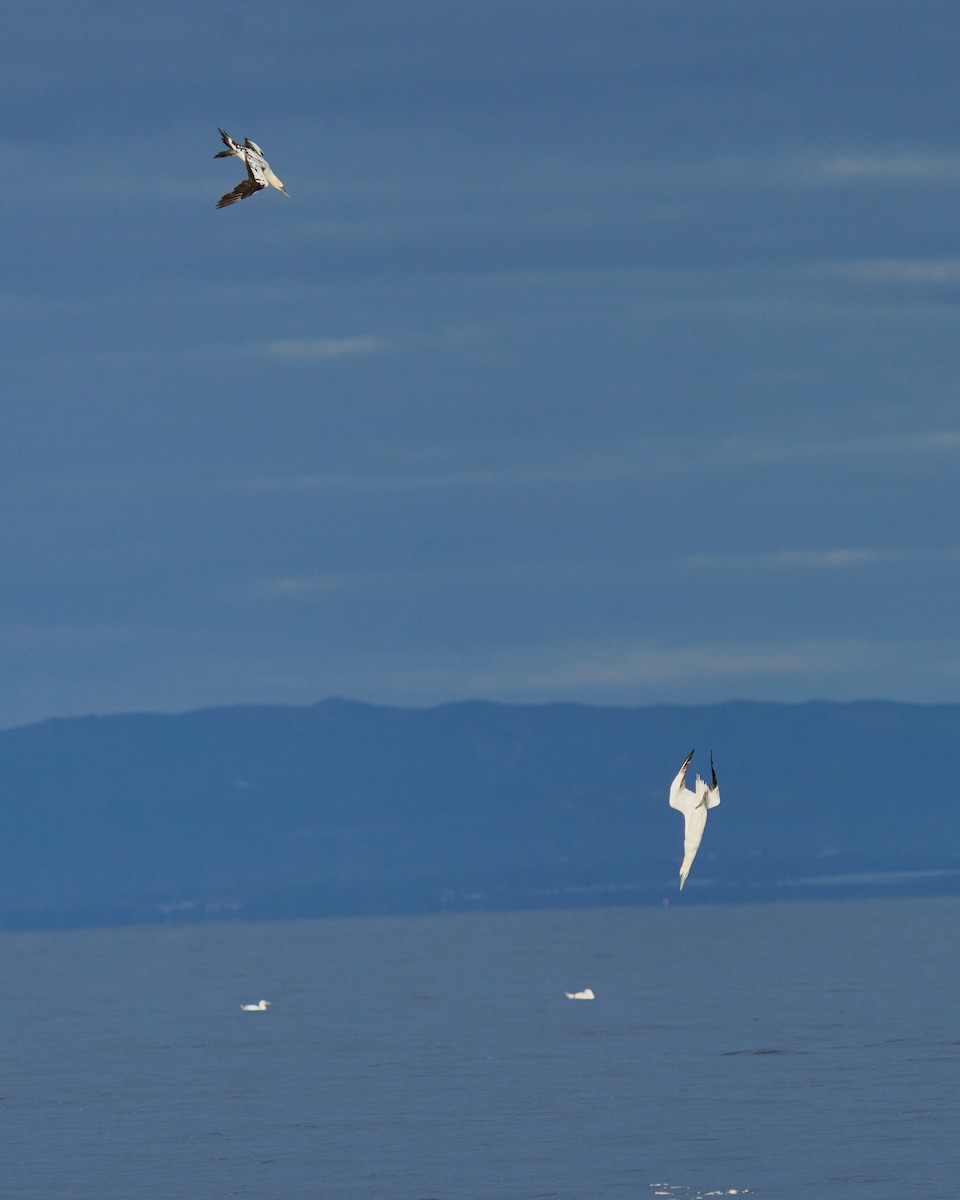 Northern Gannet - ML646576085