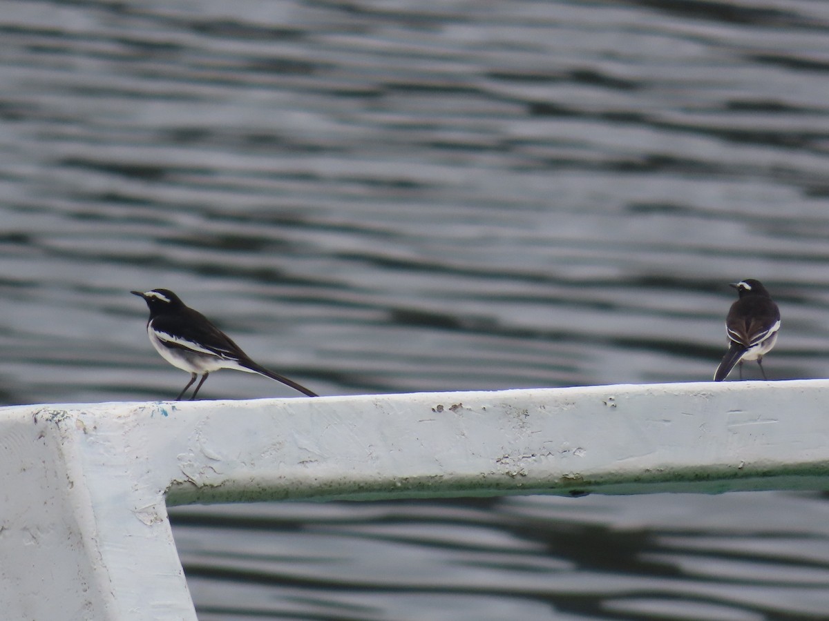 White-browed Wagtail - ML646576091
