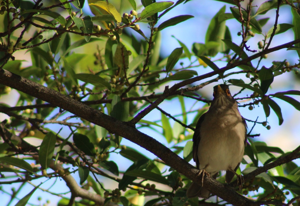 Spectacled Thrush - ML646576092