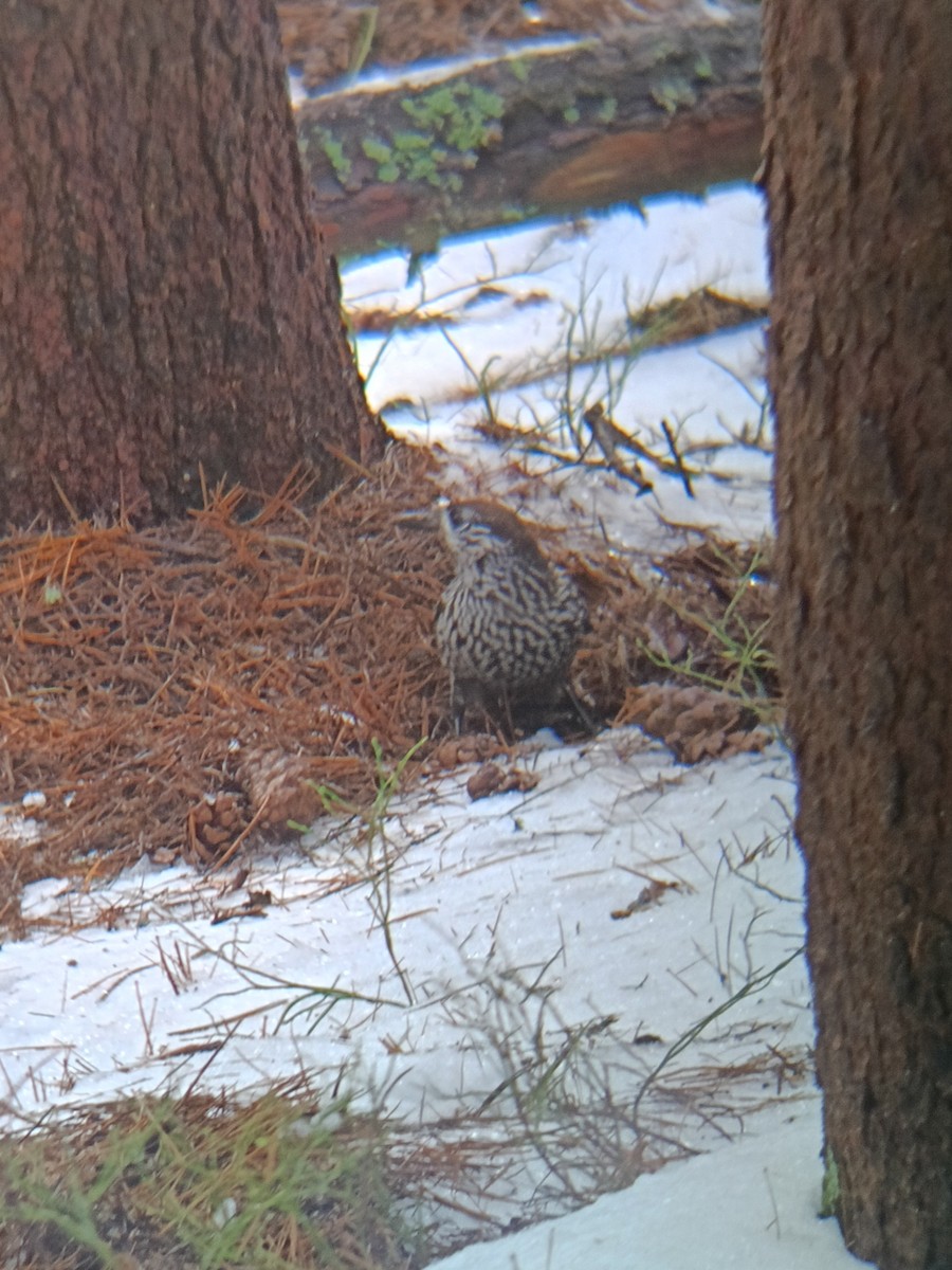 Northern Nutcracker - ML646576099