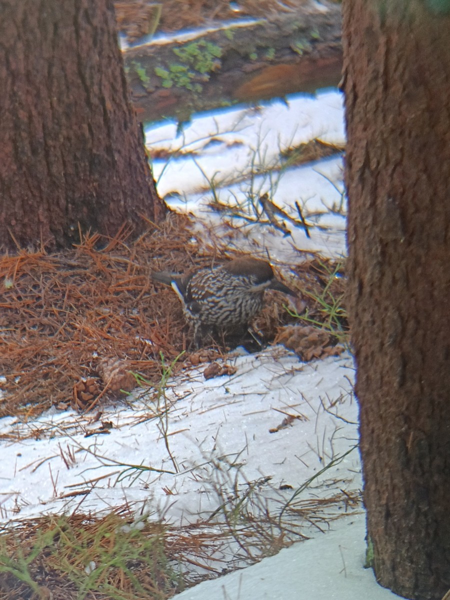 Northern Nutcracker - ML646576101