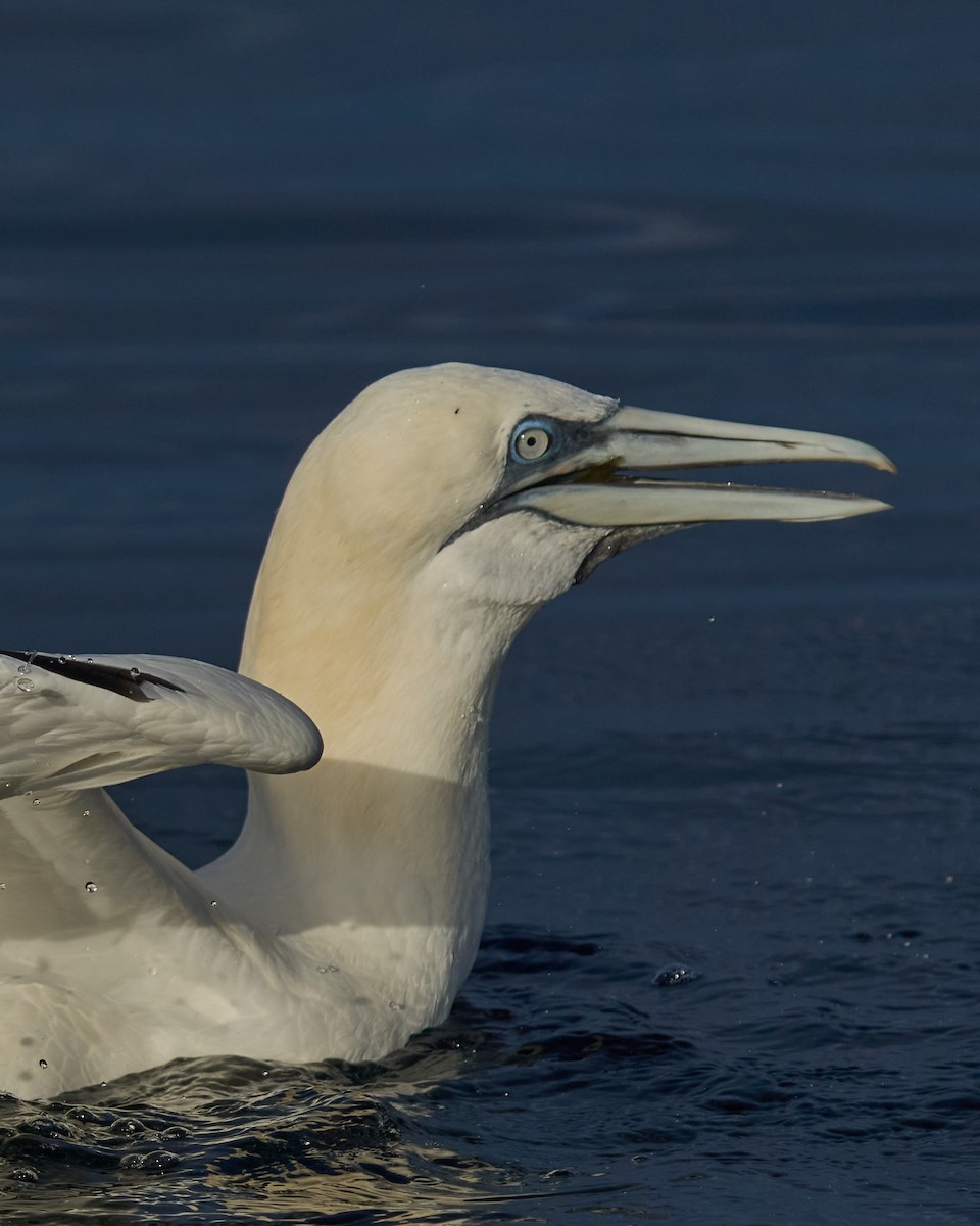 Northern Gannet - ML646576105
