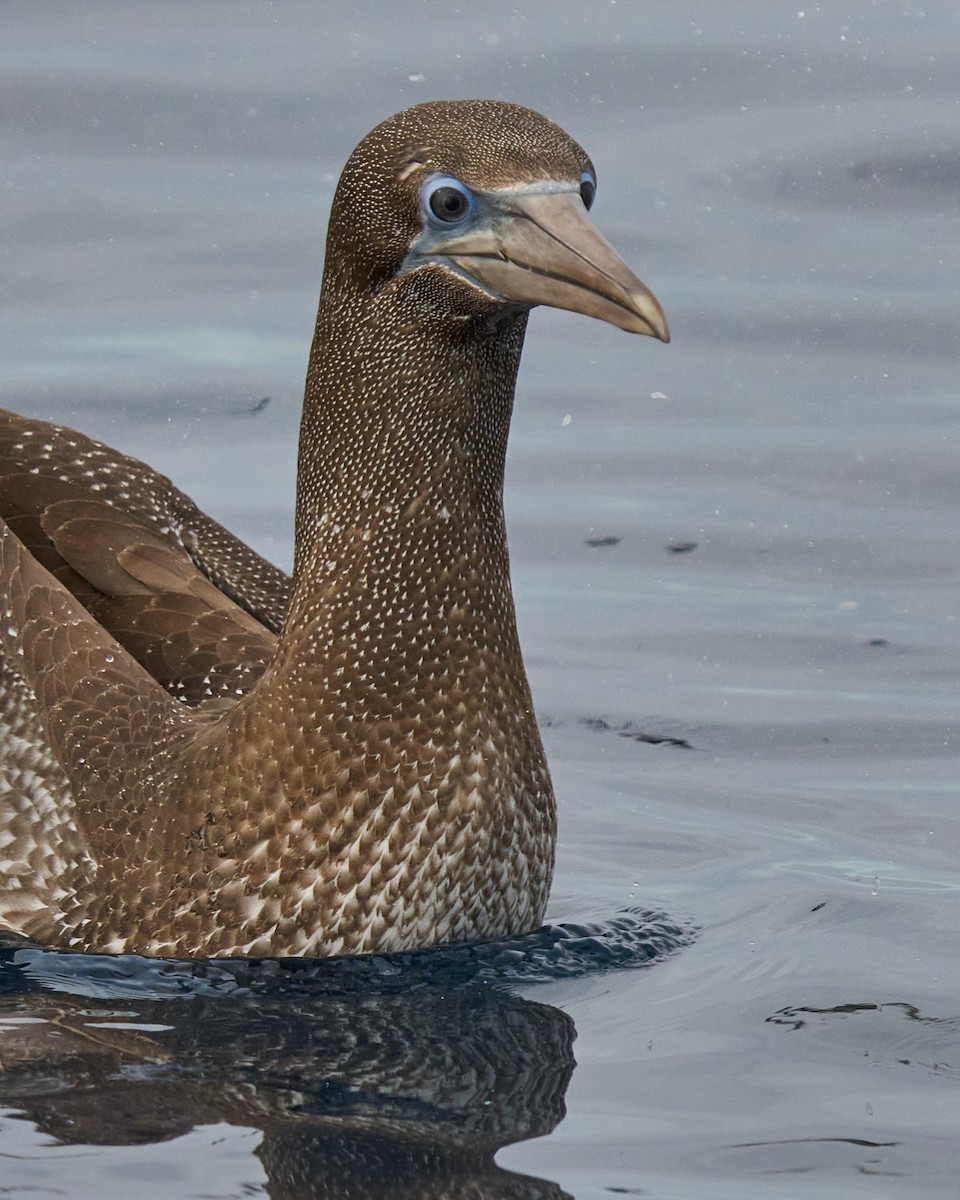 Northern Gannet - ML646576106