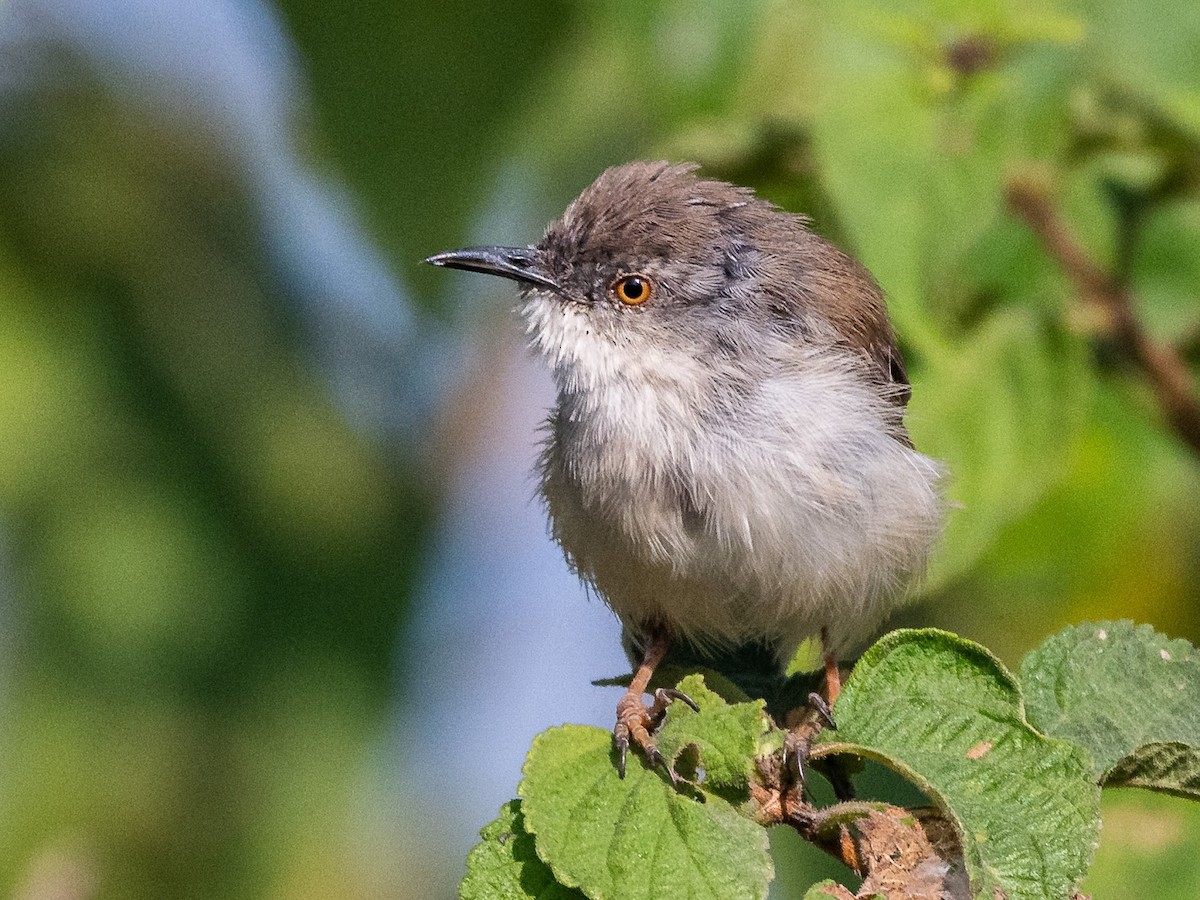 Gray-breasted Prinia - ML646576109