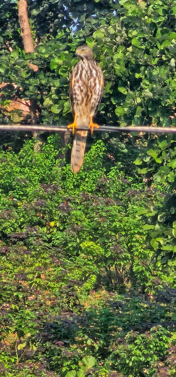 褐耳鷹 - ML646576113