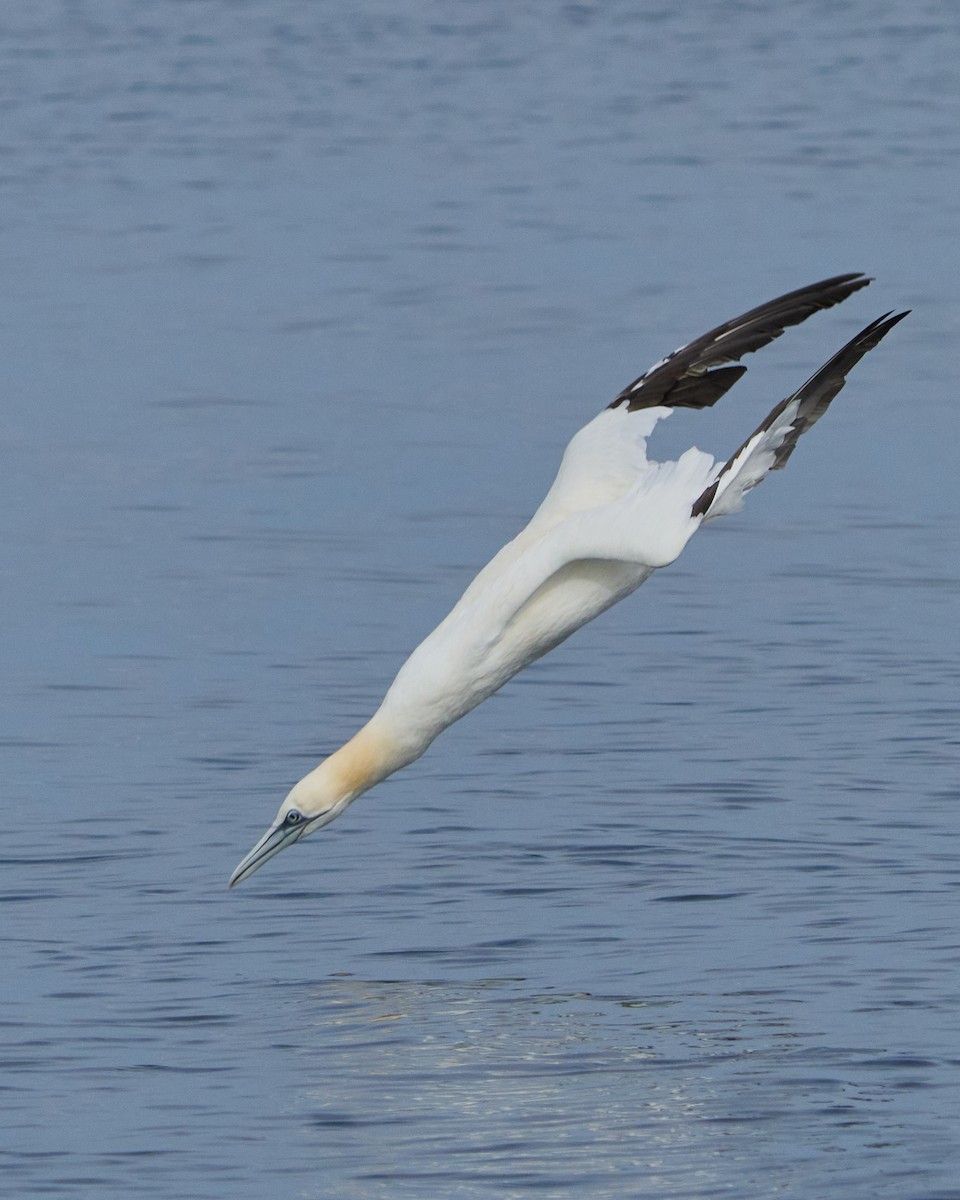 Northern Gannet - ML646576118