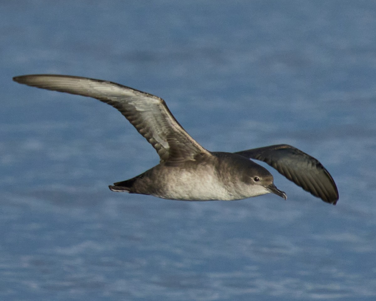 Balearic Shearwater - ML646576120