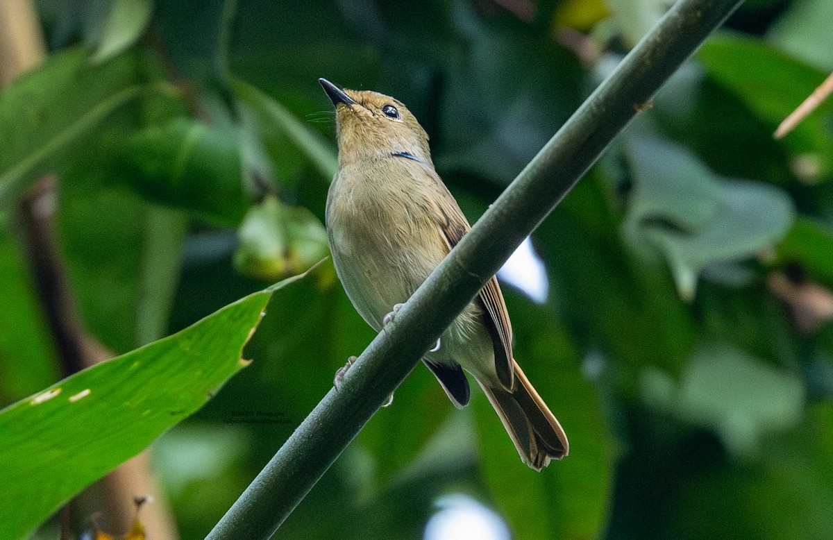 Mcgrigor Mavi Sinekkapanı - ML646576123