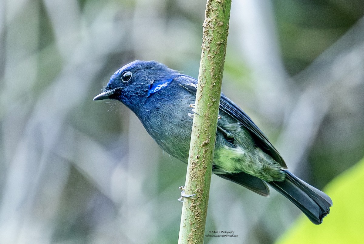 Mcgrigor Mavi Sinekkapanı - ML646576124