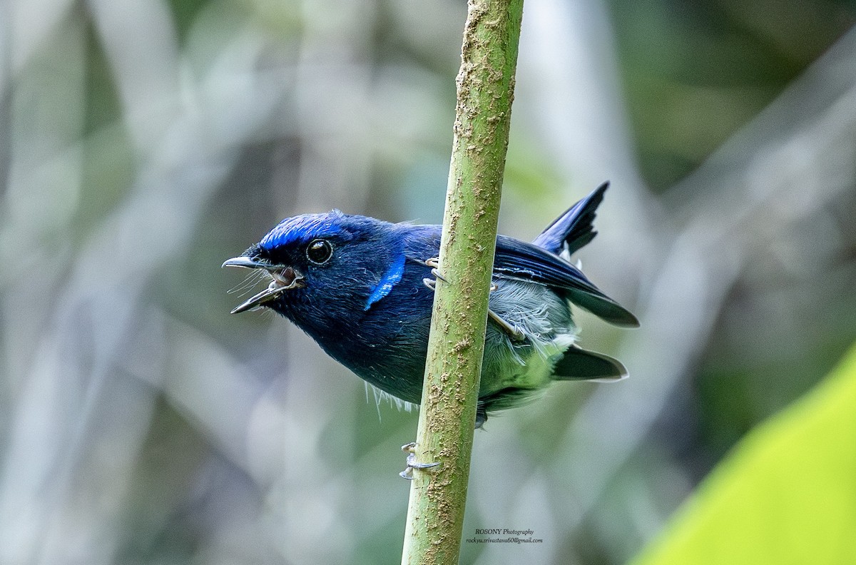 Mcgrigor Mavi Sinekkapanı - ML646576125