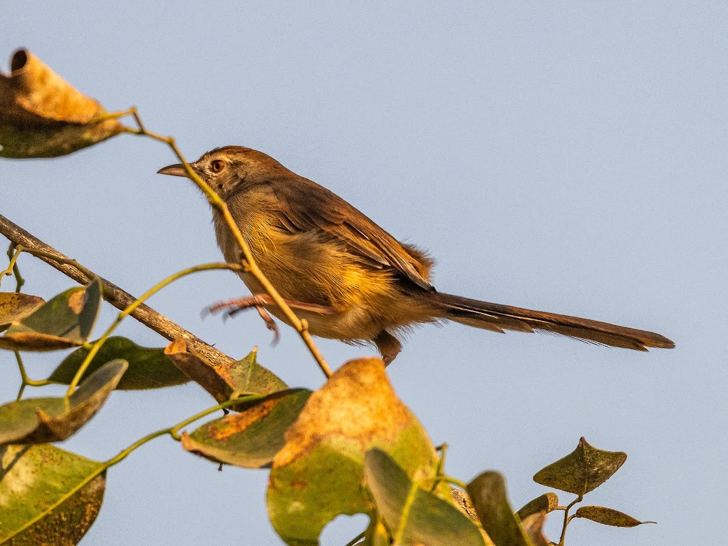 Plain Prinia - ML646576130