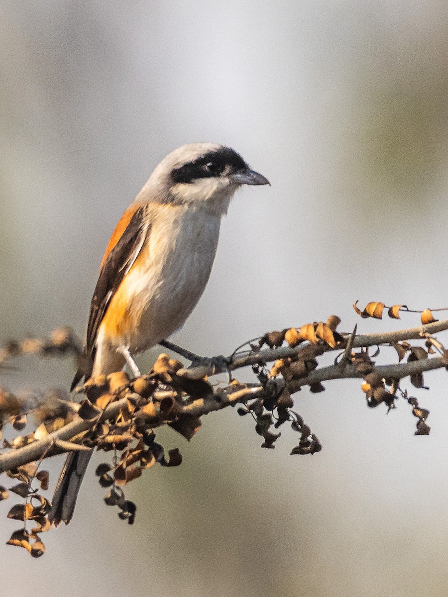 Long-tailed Shrike - ML646576134