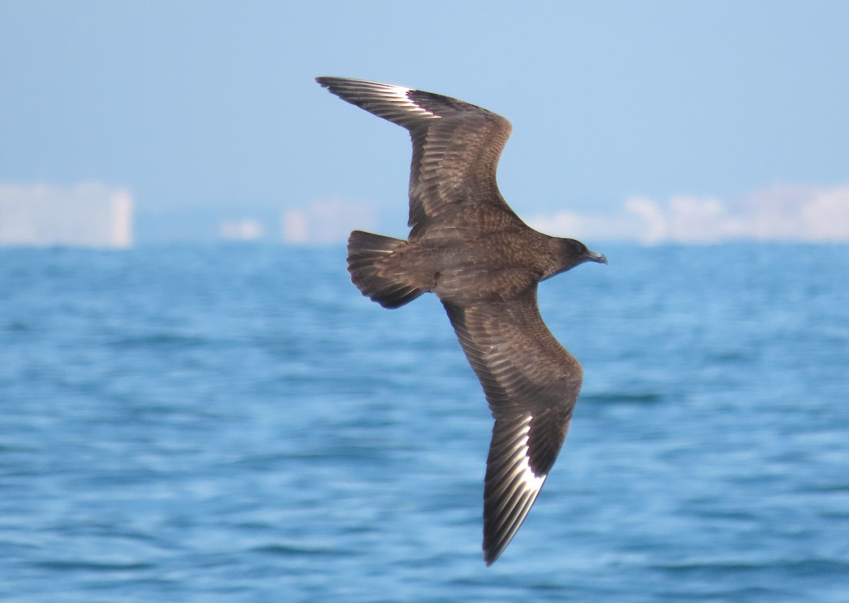 Great Skua - ML646576135