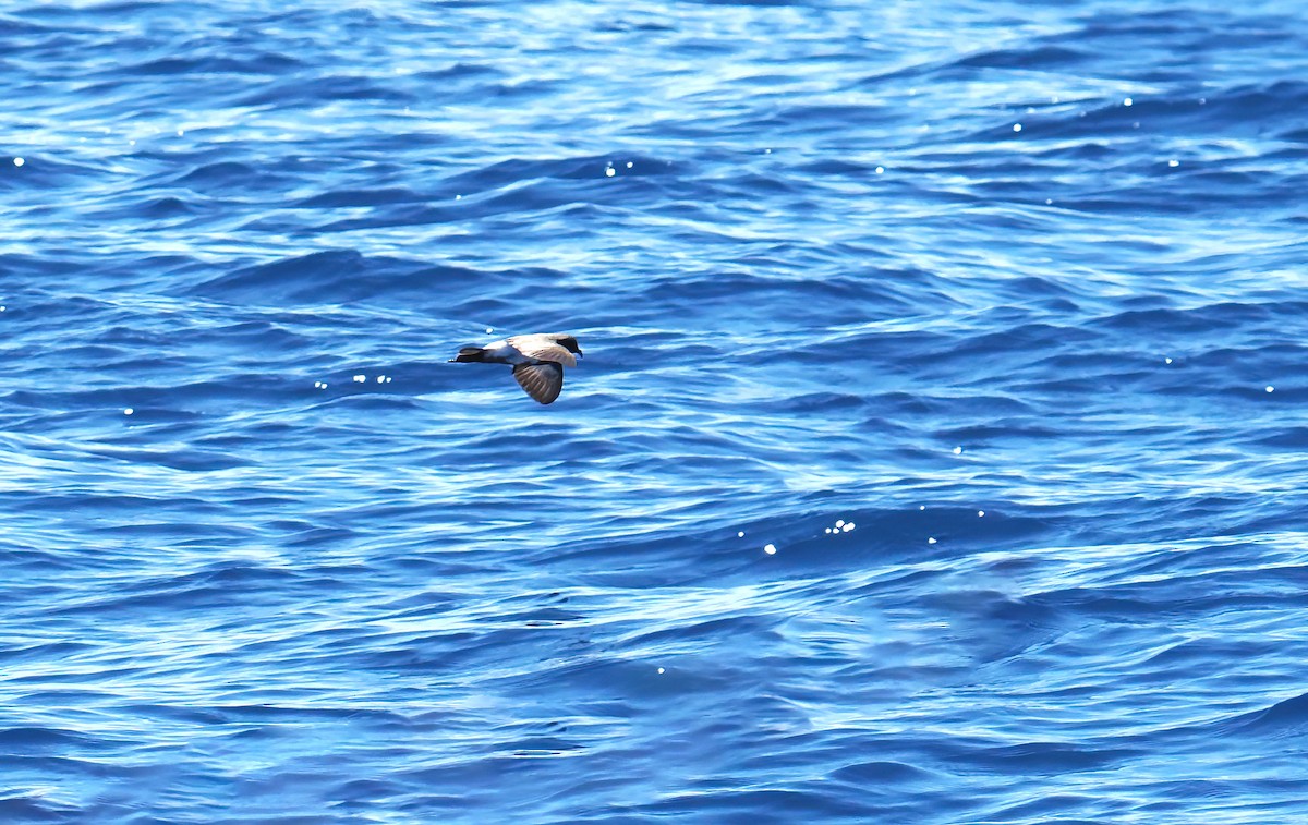 svartbukstormsvale - ML646576136