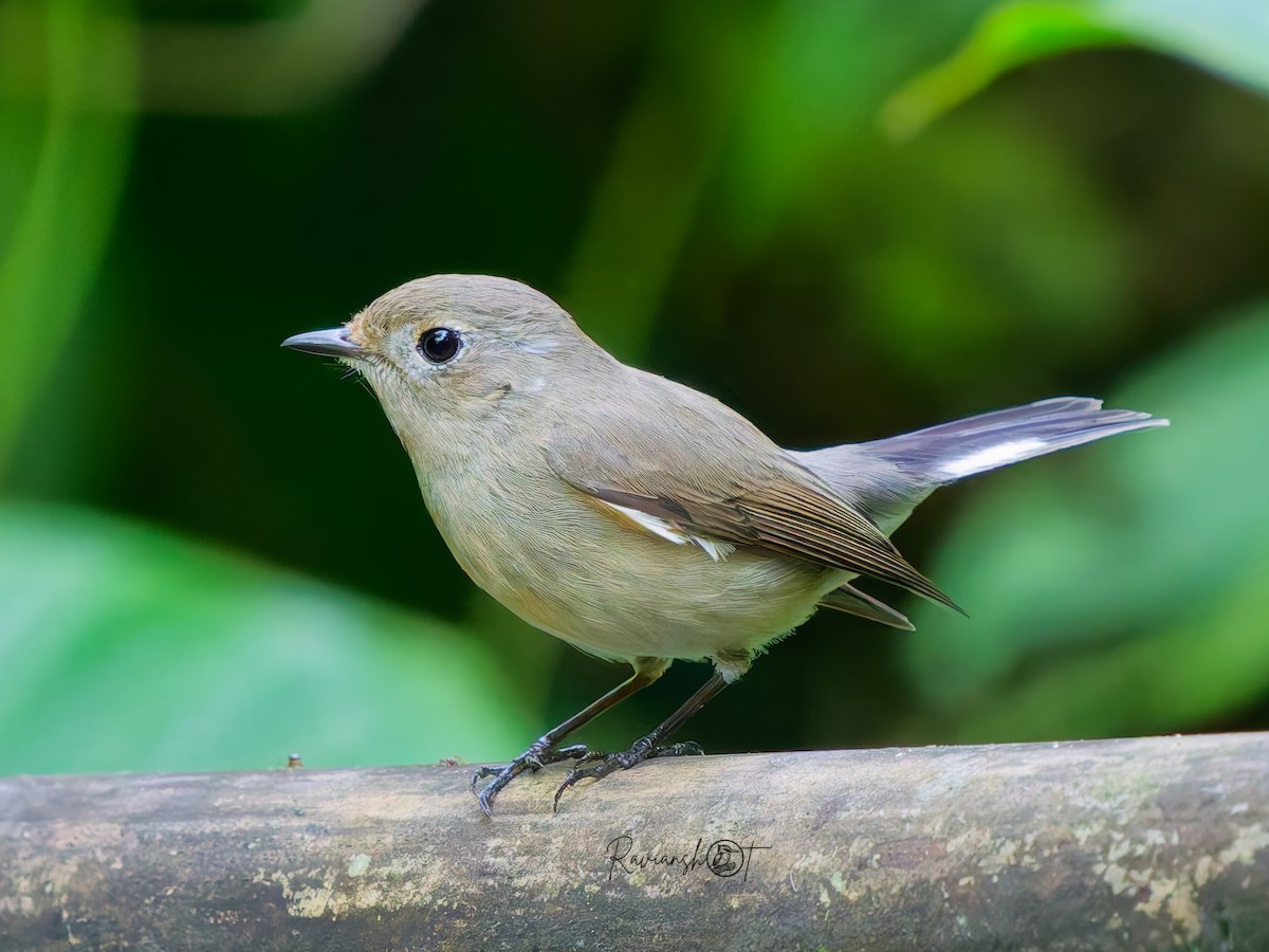 Taiga Flycatcher - ML646576137