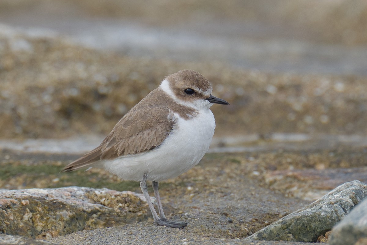 Kentish Plover - ML646576141