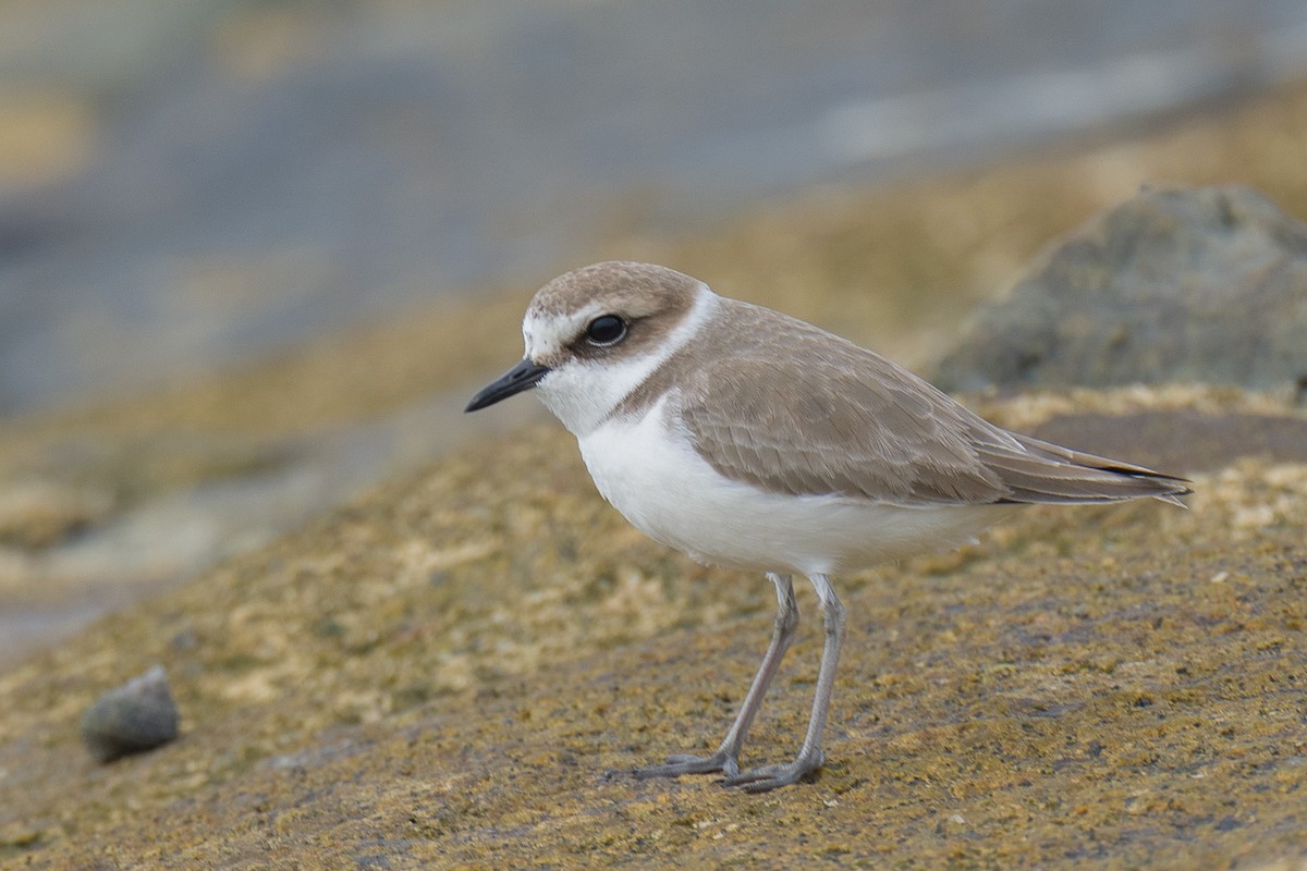 Kentish Plover - ML646576142