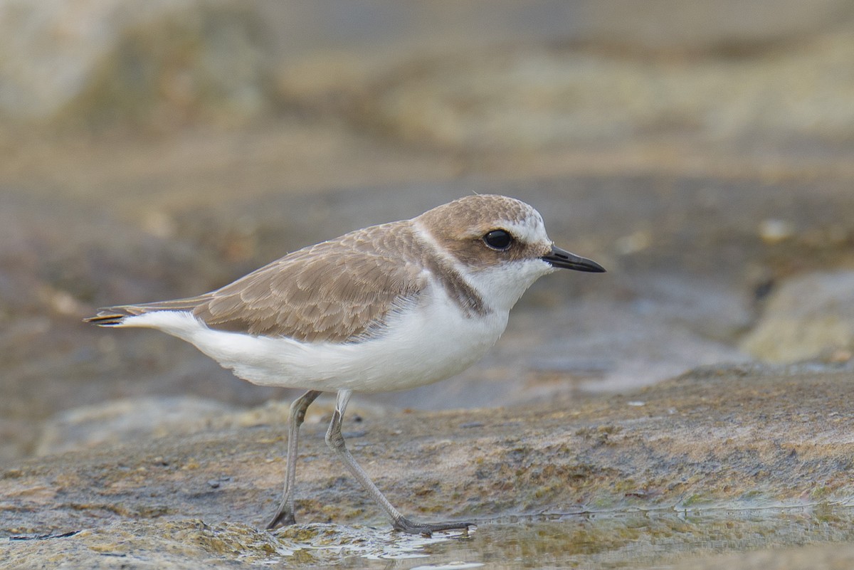 Kentish Plover - ML646576143