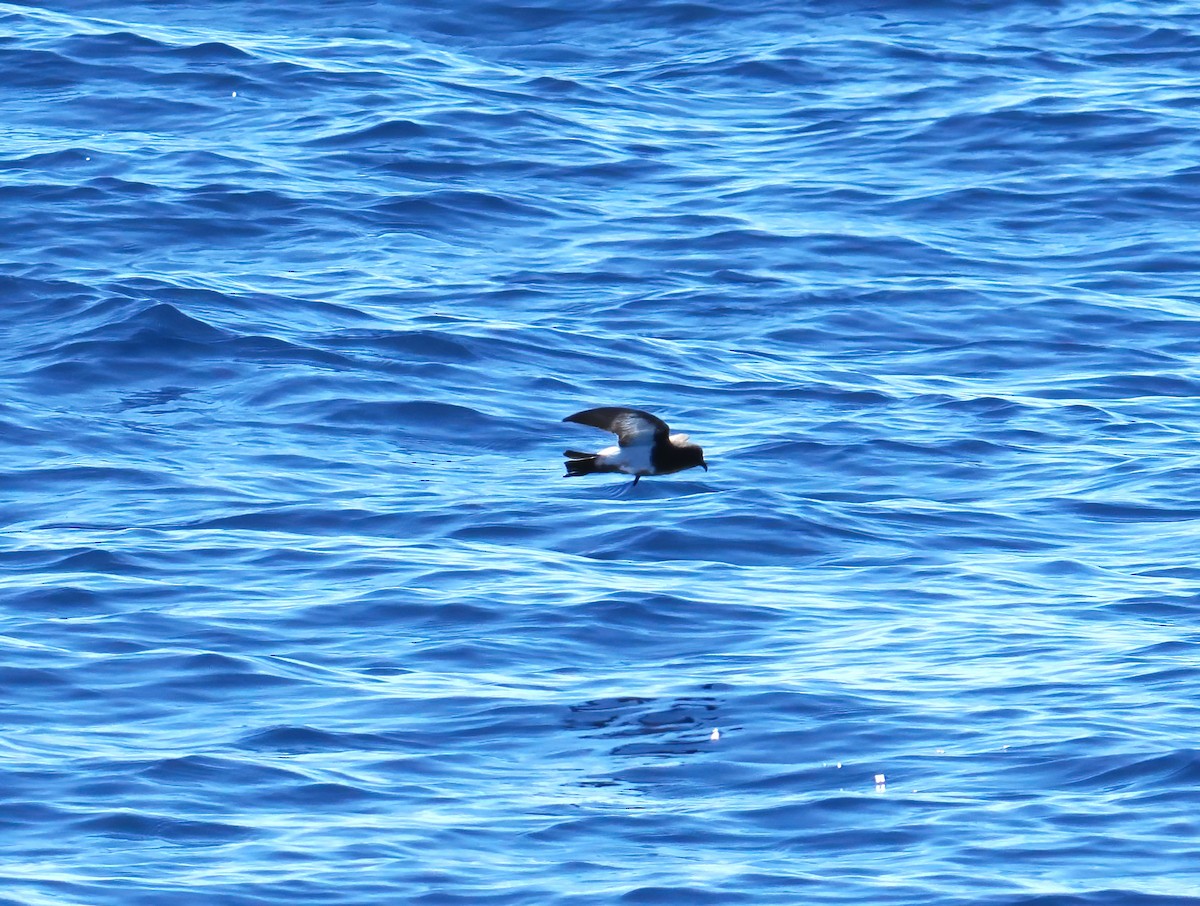 svartbukstormsvale - ML646576145