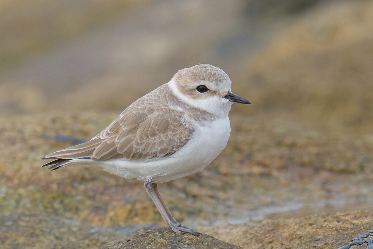 White-faced Plover - ML646576149