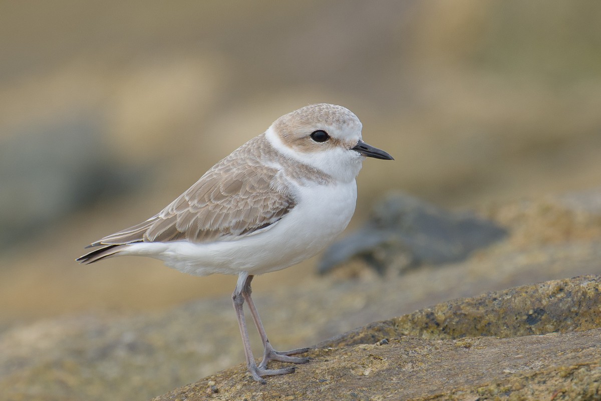 White-faced Plover - ML646576150