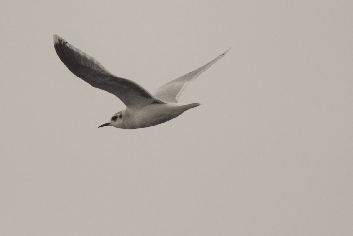 Little Gull - ML646576151