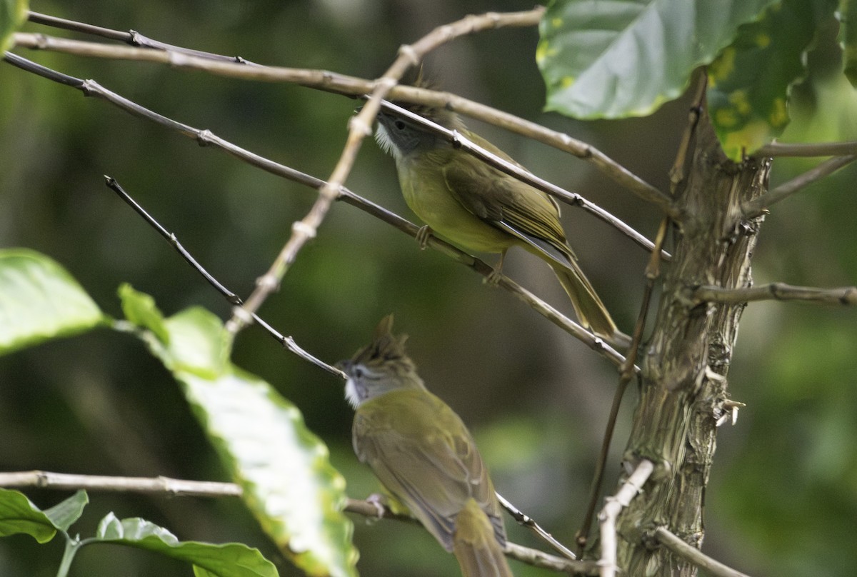 Puff-throated Bulbul - ML646576154