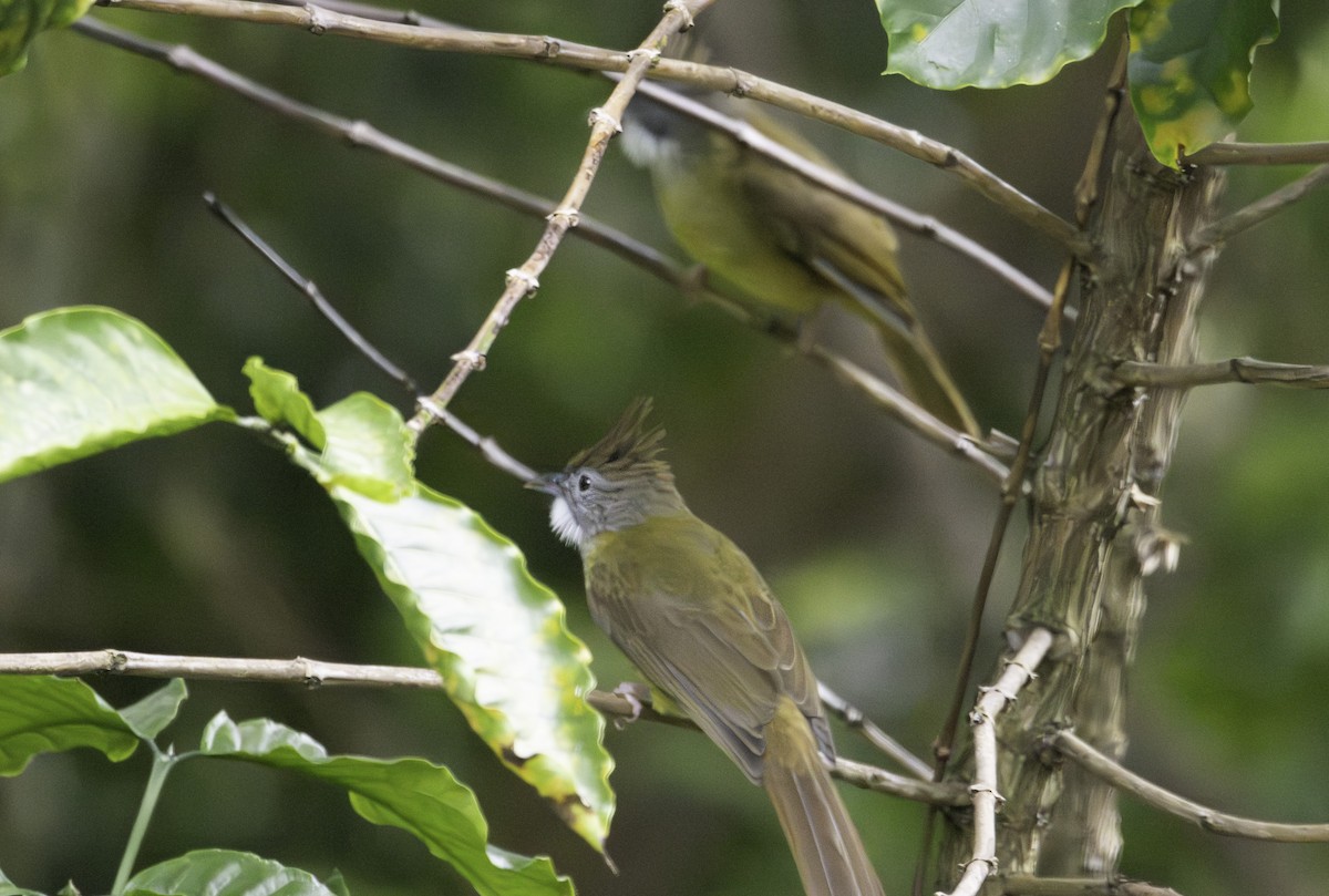 Puff-throated Bulbul - ML646576155