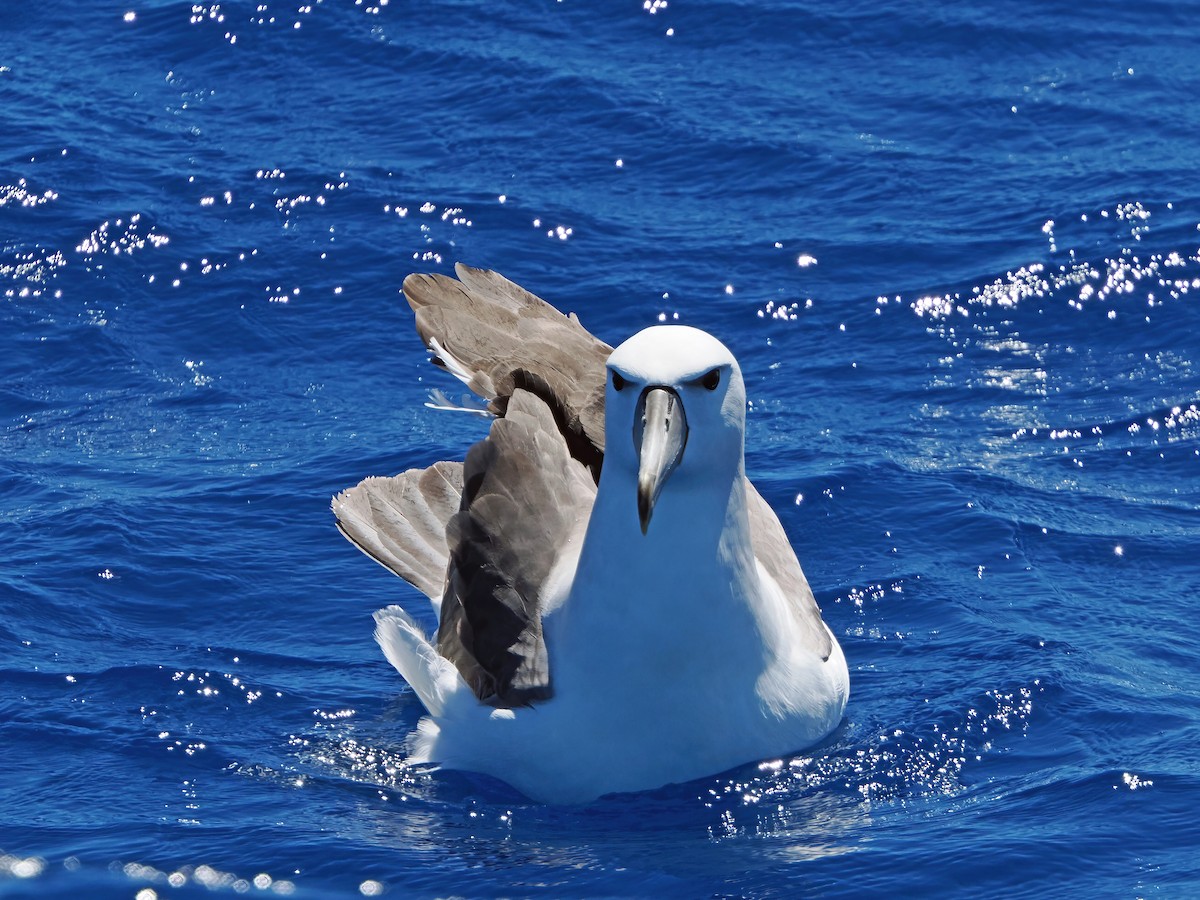 ハジロアホウドリ - ML646576157